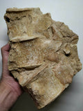 A14 & A24 9.84'' Yunnanolimulus luopingensis Middle Triassic Horseshoe Crab + 3 Elasmosaur Huge Vertebra Bones - Order 143934987686