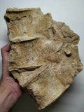 A14 & A24 9.84'' Yunnanolimulus luopingensis Middle Triassic Horseshoe Crab + 3 Elasmosaur Huge Vertebra Bones - Order 143934987686