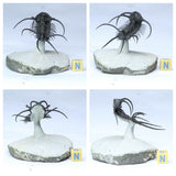 L170/R333/L67/L68/L74/L75/ 2 Ceratarges Devonian Trilobites + Chondrite Meteorites - Order Patrick