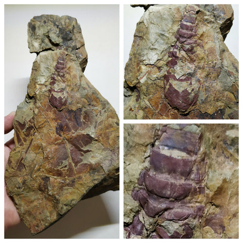 C42 & A19 Uncommon Unidentified Nileid Lower Ordovician Trilobite + Aglaspid 2.16'' Tremaglaspis unite Lower Ordovician Fezouata Fm - Order (143936039026)