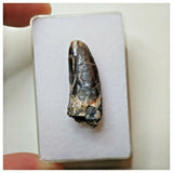 S33 - Rare Afrovenator abakensis Megalosaurid Dinosaur Tooth Jurassic Tiouraren Fm