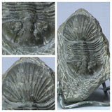 Bacart Order - Lot of different Trilobites (9 Specimens)