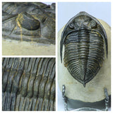 Order Adam Winter. Trilobites + Meteorites