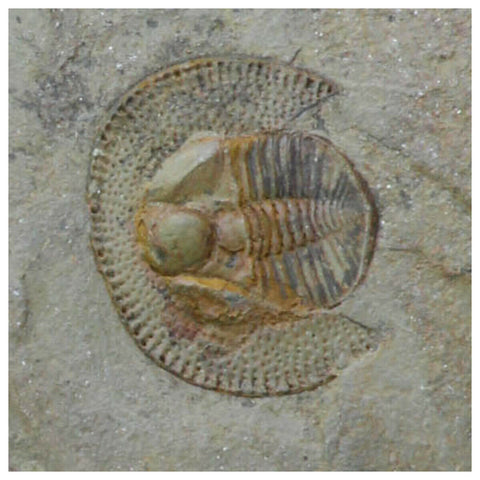 R284 - Finest Grade 0.98 Inch Nankinolithus sp Lower Ordovician Trilobite - Order Elberfeld