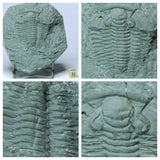 Bacart Order - Lot of different Trilobites (9 Specimens)