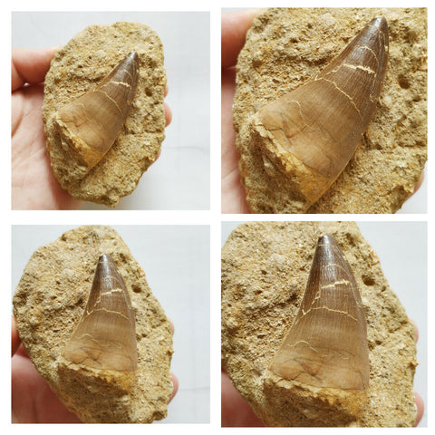 S4 + N24 + R13 Carcharodontosaurus tooth + Prognathodon Tooth + Asaphid Trilobite - 143947228054