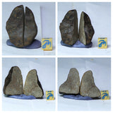 L170/R333/L67/L68/L74/L75/ 2 Ceratarges Devonian Trilobites + Chondrite Meteorites - Order Patrick