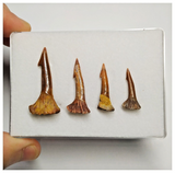 T185 - Set of 4 Nicely Preserved Onchopristis numidus Sawfish Rostral Teeth Upper Cretaceous KemKem