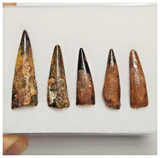 T187 - Set of 5 Nice Pterosaur (Coloborhynchus) Teeth Cretaceous KemKem Beds