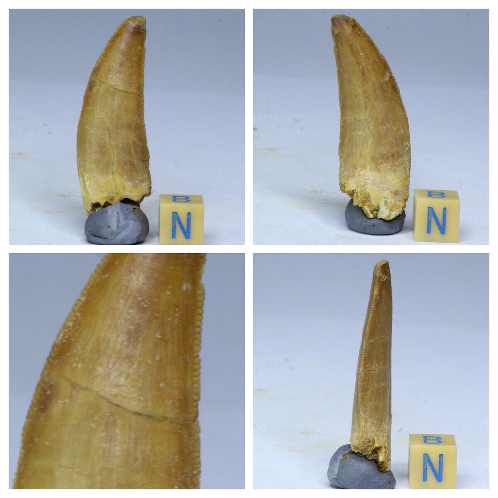 R159 & R293 Abelisaurus + Carcharodontosaurus tooth - Order Hikaru