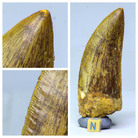 R291 - Finest Grade 3.81'' Carcharodontosaurus Dinosaur Tooth Cretaceous KemKem - Order Durieux