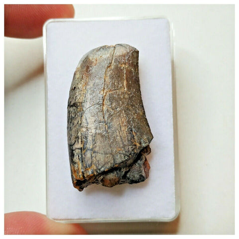 S30 - Rare Eocarcharia dinops Dinosaur Tooth - Cretaceous Elrhaz Fm Tenere Desert