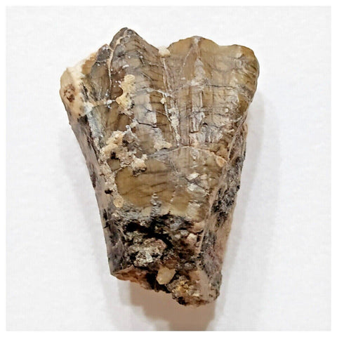 E11 - Ouranosaurus nigeriensis Basal Hadrosaur Dinosaur Tooth Cretaceous Elrhaz Fm