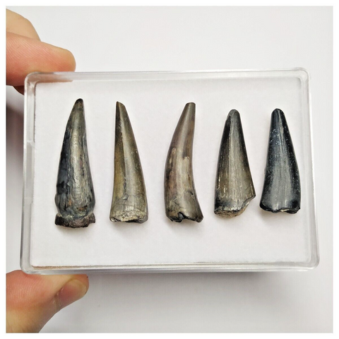 T225 - Set of 5 Sarcosuchus imperator Crocodile Teeth Lower Cretaceous Elrhaz Fm