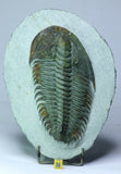 R267 & R273 Psedosaukianda + Walliserops trifurcatus Trilobites