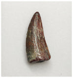 T179 - Rare Suchomimus tenerensis Dinosaur Tooth Lower Cretaceous Elrhaz Fm