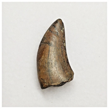 T164 - Rare Eocarcharia dinops Dinosaur Tooth Cretaceous Elrhaz Fm Tenere Desert