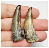 T217- Set of 2 Sarcosuchus imperator Crocodile Teeth Lower Cretaceous Elrhaz Fm