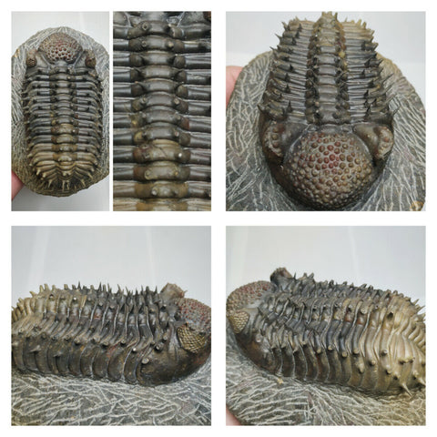 H13 - Nicely Prepared Spiny 4.88'' Drotops armatus Middle Devonian Trilobite. Order (143932181873)