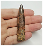 T80 - Huge Rebbachisaurus garasbae Diplodocoid Sauropod Dinosaur Tooth KemKem