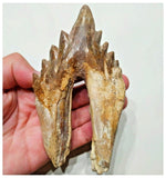 G51 - Top Rare Huge 13.2cm Basilosaurus (Whale Ancestor) Molar Rooted Tooth