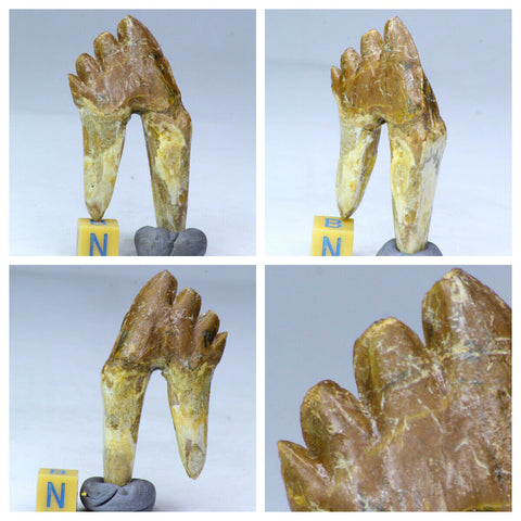 V84 & R303 Spinosaurus tooth + Basilosaurus tooth - Order Whitford