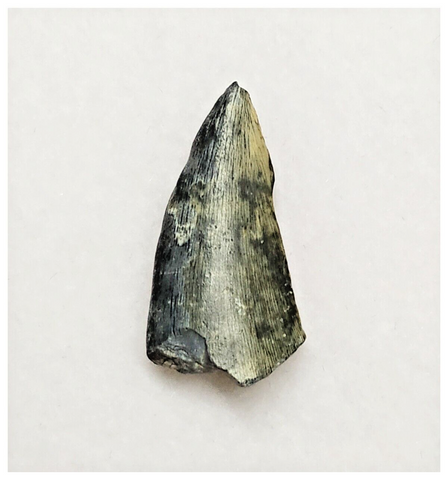 Kryptops – Jurassic-Dreams.com