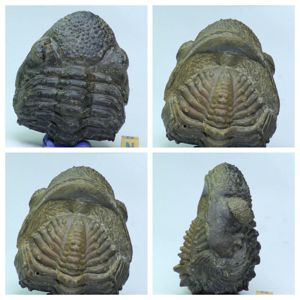 Order Adam Winter. Trilobites + Meteorites