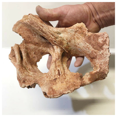 LB11- Rare Huge 8.66'' Unidentified Cretaceous Dinosaur Partial Bone KemKem Beds(143971449330)