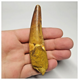 T111 - Nicely Rooted 3.70 Inch Spinosaurus Dinosaur Tooth Cretaceous KemKem Beds