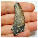 JS13- Rare Eocarcharia dinops Dinosaur Premaxillary Tooth - Cretaceous Elrhaz Fm Tenere Desert