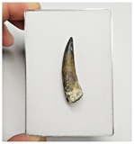 T161 - Rare Suchomimus tenerensis Dinosaur Tooth Lower Cretaceous Elrhaz Fm