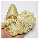 T115 - Finest Quality Serrated 4.21'' Megalodon Tooth in Matrix Indonesia Location