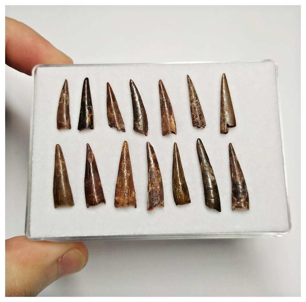 T203 - Set of 14 Nice Pterosaur (Coloborhynchus) Teeth Cretaceous KemKem Beds