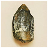 JS80 - Top Rare Jobaria tiguidensis Sauropod Dinosaur Tooth Jurassic Tiouraren Fm