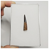 T169 - Nicely Preserved Pterosaur (Coloborhynchus) Tooth Cretaceous KemKem Beds