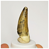 S48 - Finest Suchomimus tenerensis Dinosaur Tooth Lower Cretaceous Elrhaz Fm