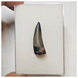 W11 - Rare Suchomimus tenerensis Dinosaur Tooth Lower Cretaceous Elrhaz Fm