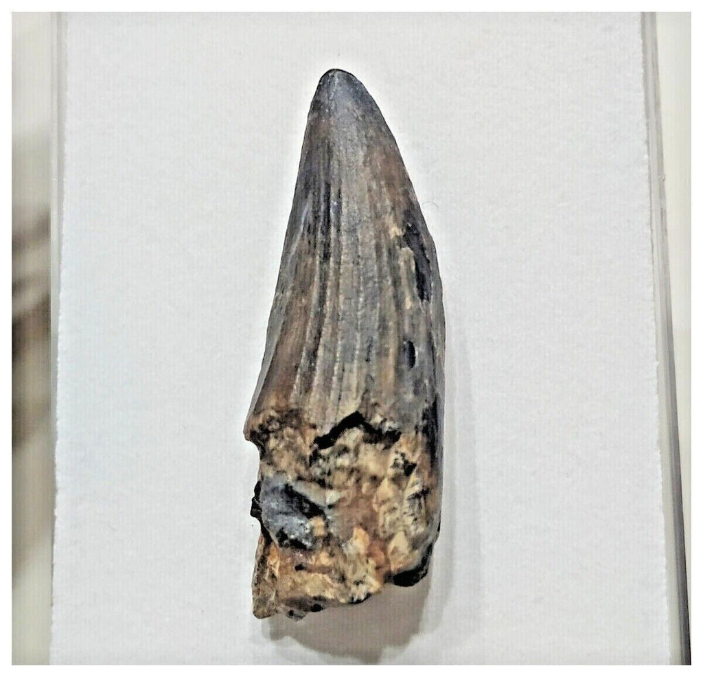 F4 - Rare Suchomimus tenerensis Dinosaur Tooth Cretaceous Elrhaz Fm Tenere Desert