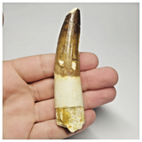 T98 - Nicely Rooted 3.62 Inch Spinosaurus Dinosaur Tooth Cretaceous KemKem Beds
