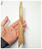 T253 - Exceedingly Rare 8.42'' Cretaceous Azhdarchid Pterosaur Dentary Bone KemKem