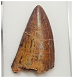 T81 - Serrated 2.16 Inch Carcharodontosaurus Dinosaur Tooth - Cretaceous KemKem