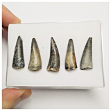 T227 - Set of 5 Sarcosuchus imperator Crocodile Teeth Lower Cretaceous Elrhaz Fm