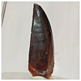 R3 - Finest Grade 0.82 Inch Abelisaurid Dinosaur Tooth Upper Cretaceous KemKem
