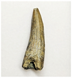 T249 - Rare Suchomimus tenerensis Dinosaur Tooth Lower Cretaceous Elrhaz Fm