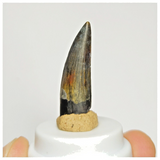 S126 - Finest Suchomimus tenerensis Dinosaur Tooth Lower Cretaceous Elrhaz Fm