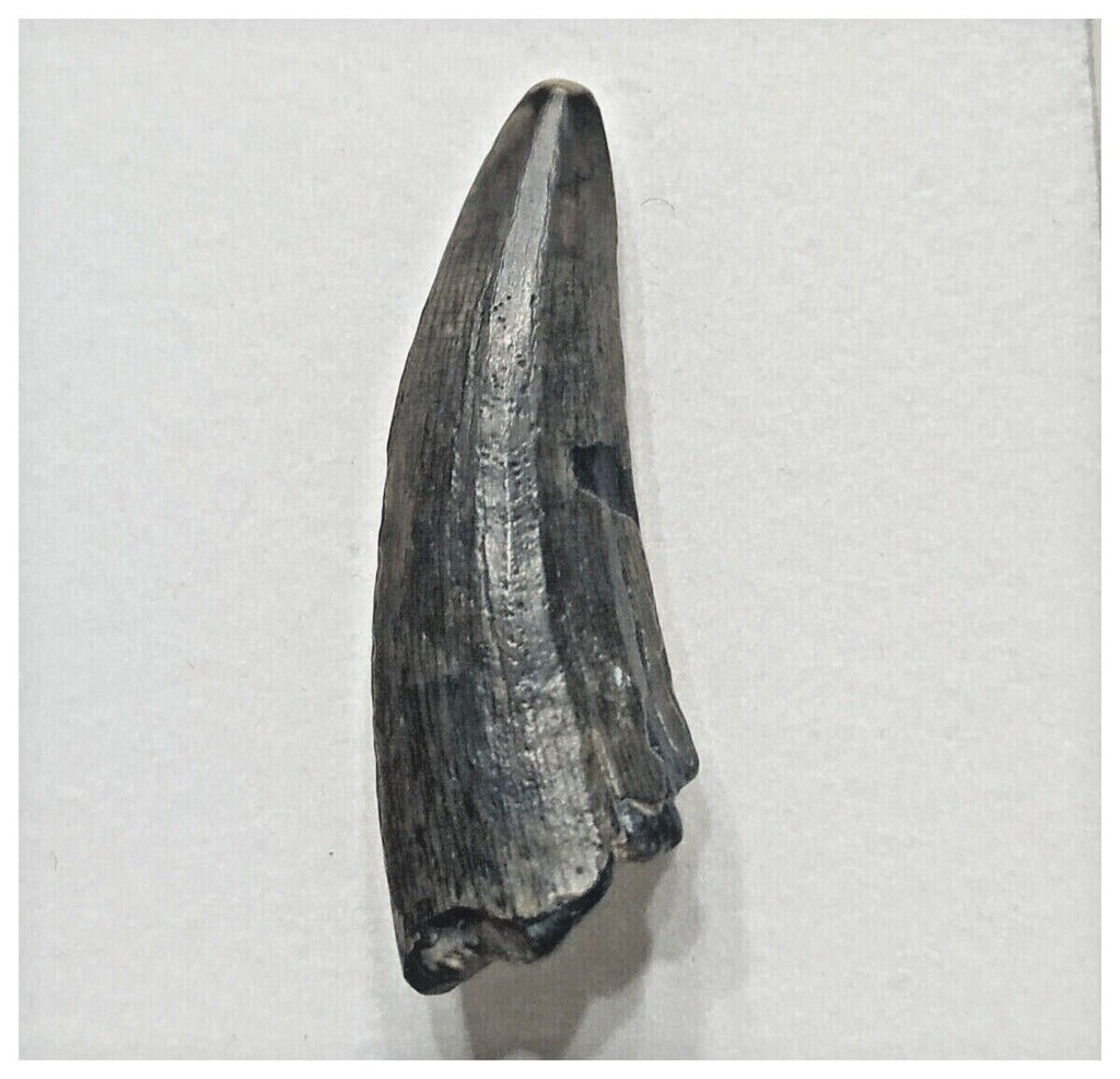 F5 - Rare Suchomimus tenerensis Dinosaur Tooth Cretaceous Elrhaz Fm Tenere Desert