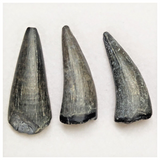 T226 - Set of 5 Sarcosuchus imperator Crocodile Teeth Lower Cretaceous Elrhaz Fm