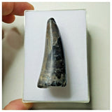 S21 - Sarcosuchus imperator Crocodile Tooth - Cretaceous Elrhaz Fm Tenere Desert