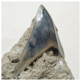 G44 - Finest Quality Serrated 8.8cm Megalodon Tooth in Matrix Indonesia Location